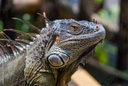 Close up image of the head of green iguana