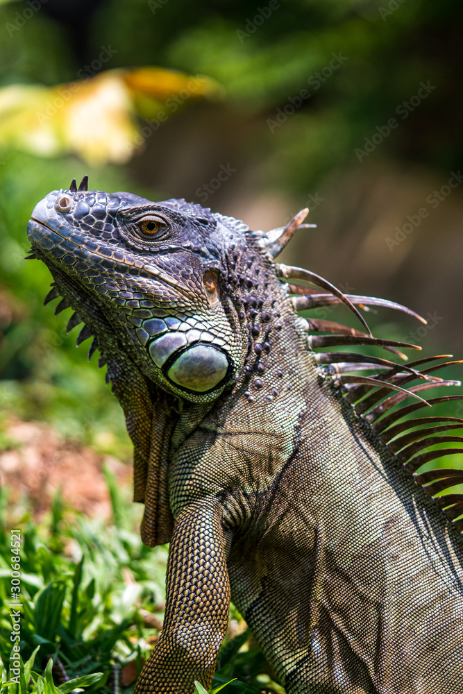 Close up image of the head of green iguana Close up image of the head of green iguana