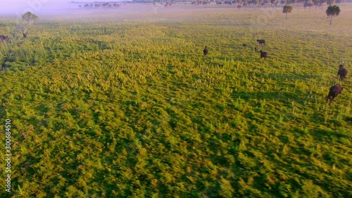 Paramotor glider flying low over a heard of Angus cattle in a meadow on a foggy morning in Florida photo