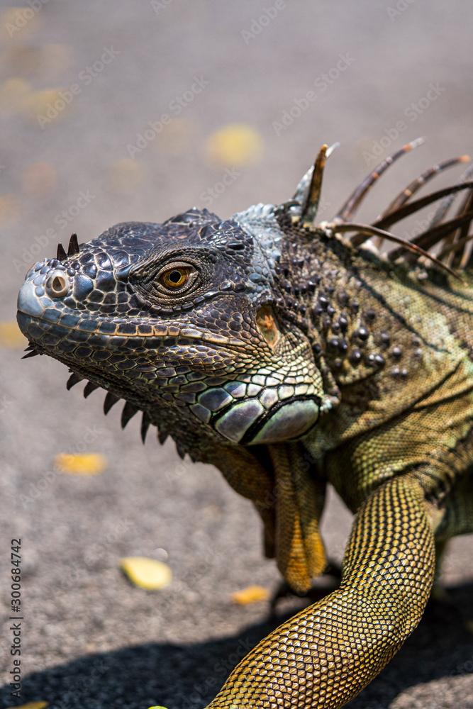 Obraz premium Close up image of the head of green iguana