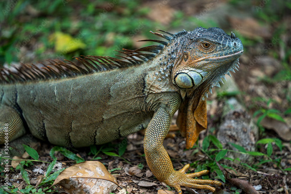 Close up image of the head of green iguana Close up image of the head of green iguana