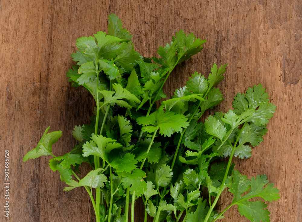 Coriander leaves on wooden floors Coriander leaves on wooden floors