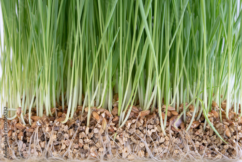 Plant wheat with roots on white background