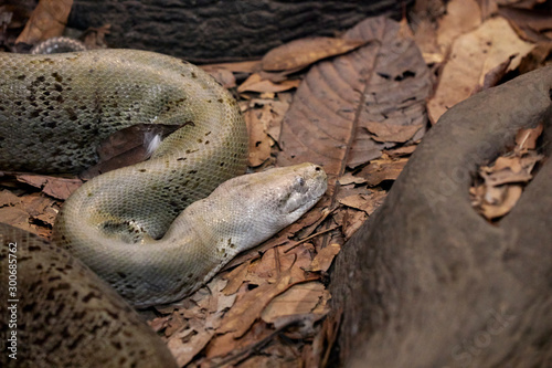 A white boa constrictor on a mantle of dry leaves © luismicss