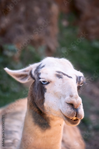 portrait of the head of an adult llama © luismicss