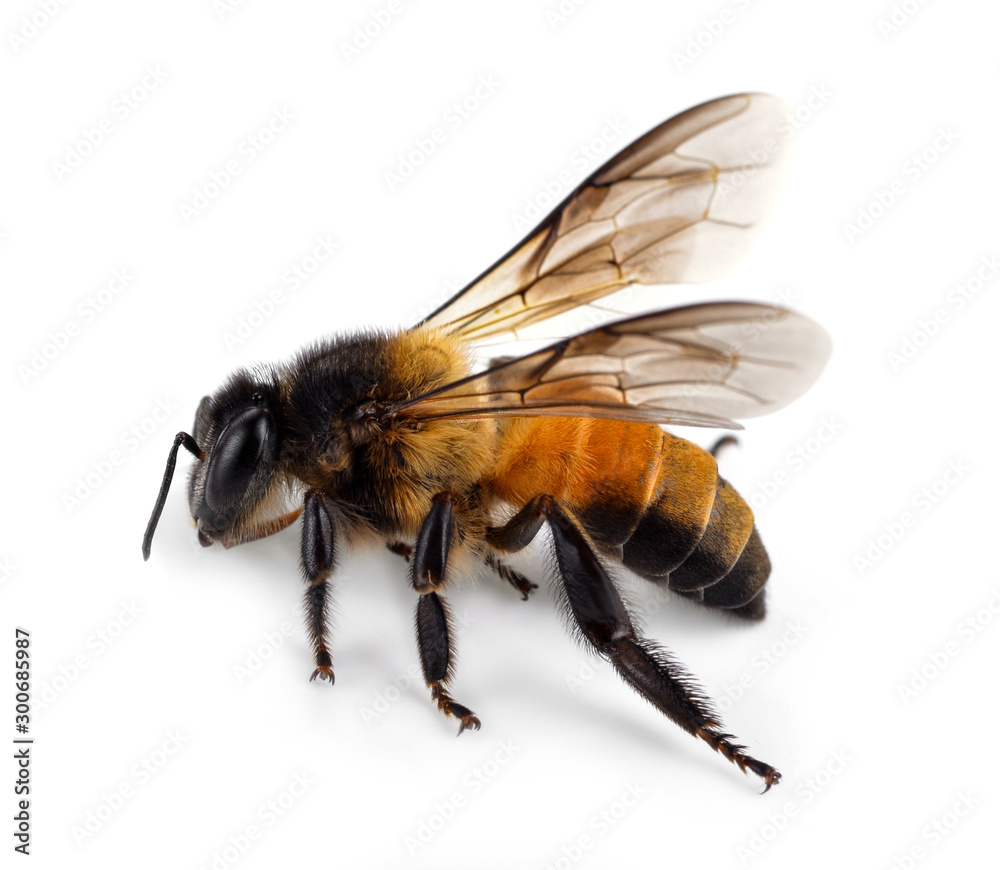 Bee isolated on white background Bee isolated on white background
