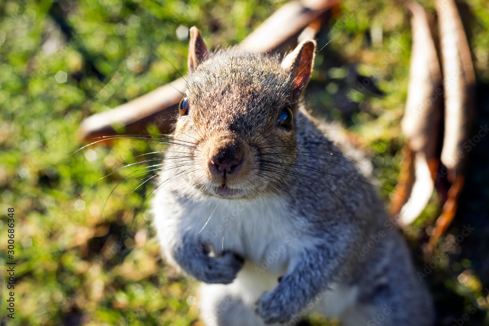 Obraz premium Squirrel portrait