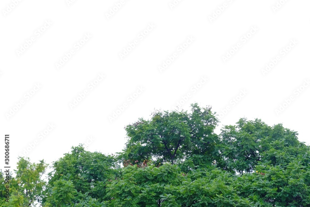Old tropical tree on white isolated background for green foliage backdrop Old tropical tree on white isolated background for green foliage backdrop