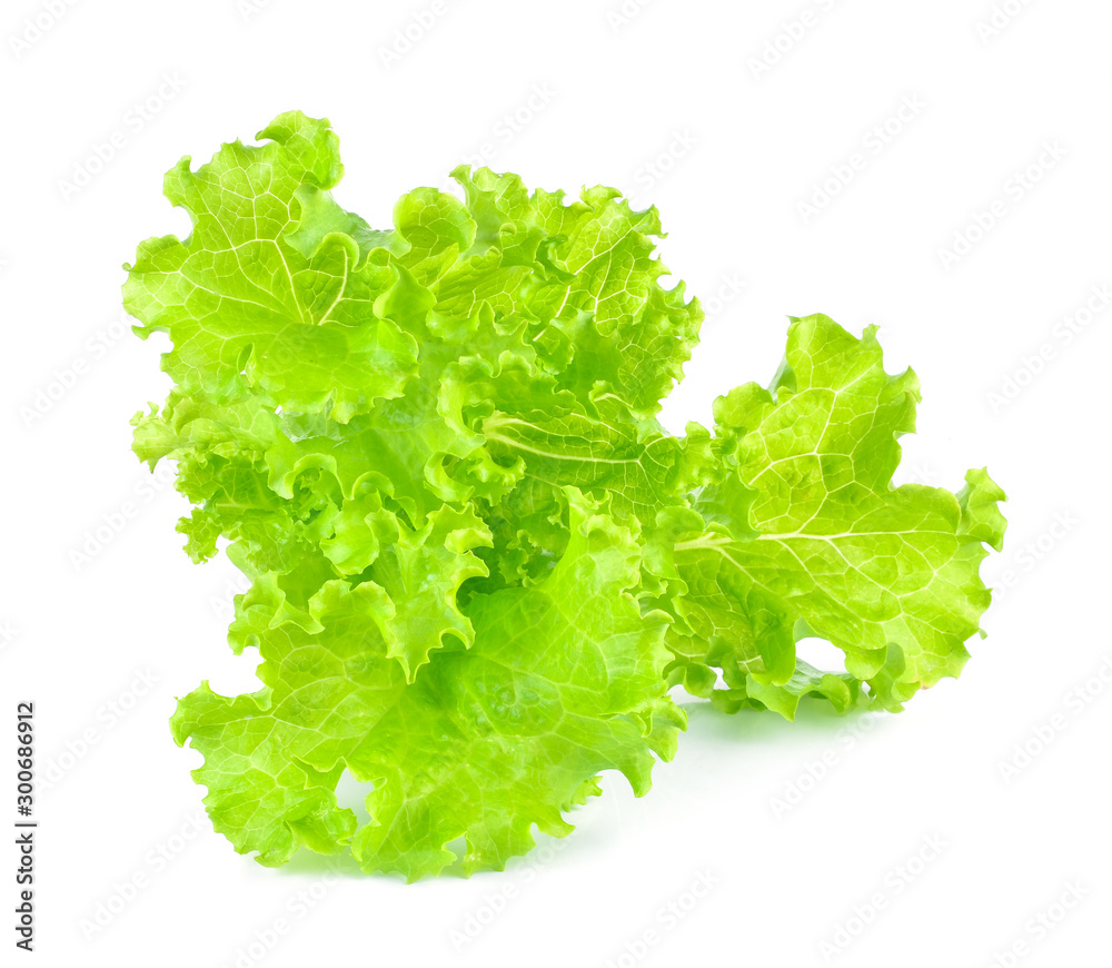 fresh green lettuce leaves isolated on white fresh green lettuce leaves isolated on white