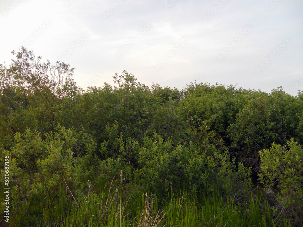 Young, not a tall forest. Lush greenery. The weather is gray and gloomy.   