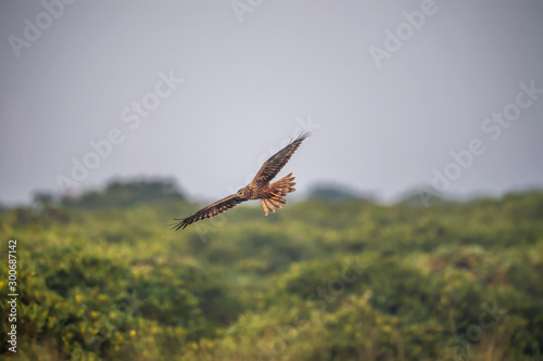 Eastern Marsh Harrier in Mai Po Nature Reserve, Hong Kong (Formal Name: Circus spilonotus)