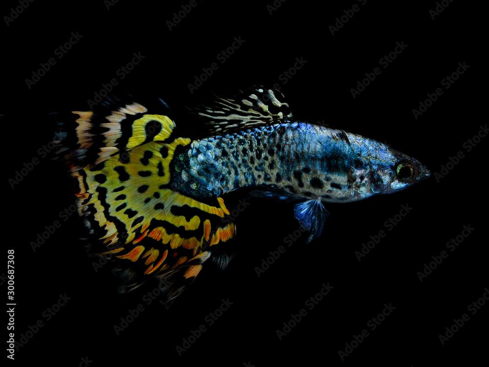 Poecilia reticulata isolated on background Poecilia reticulata isolated on background