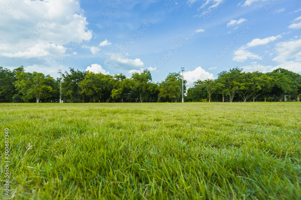 Fototapeta premium landscape of grass field and green environment public park use as natural background,backdrop