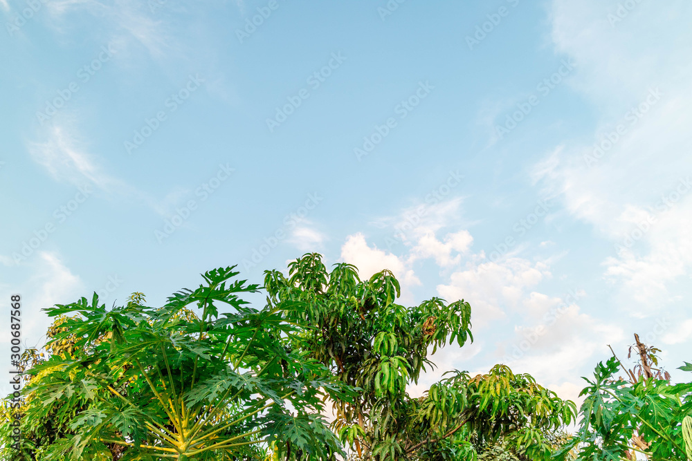 Fototapeta premium Green foliage background cloudy sky