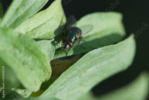 Closeup shiny green fly on green leaf