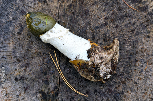 Nahaufnahme eines Stinkmorchel im Wald photo