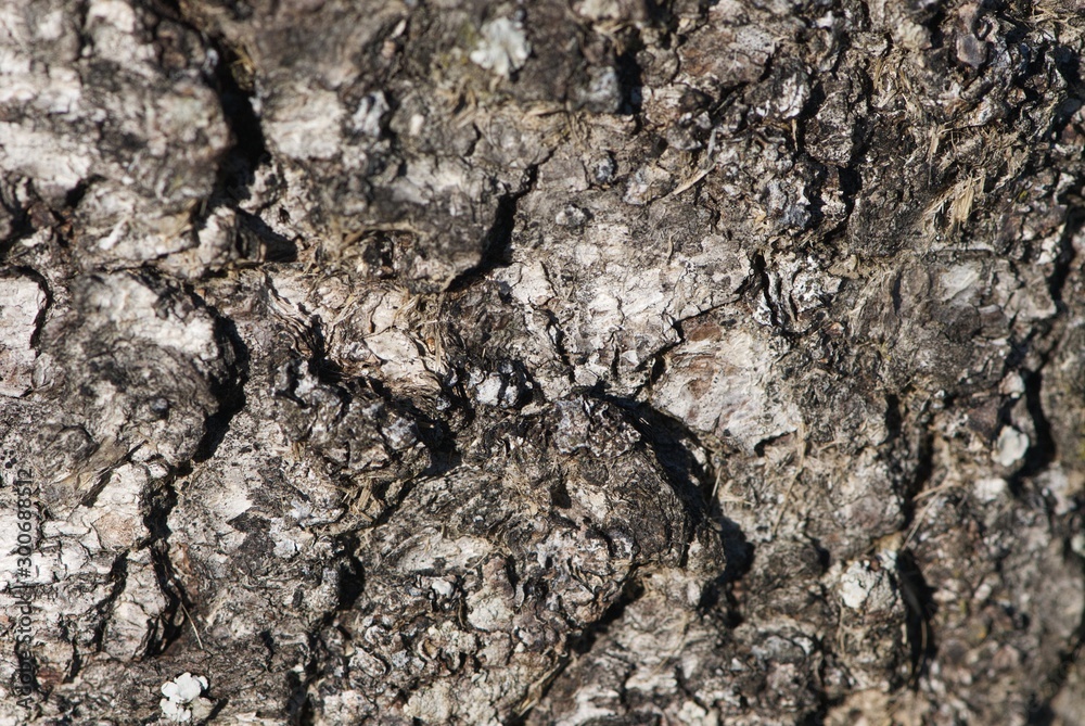 Circular structure on bark of fir tree Circular structure on bark of fir tree