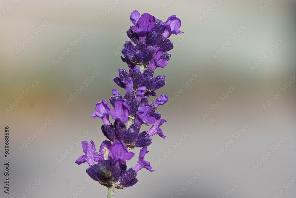 Obraz premium shiny purple flower