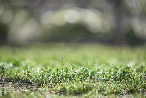 Green lawn after rain. Grass close-up. The background in the blur.