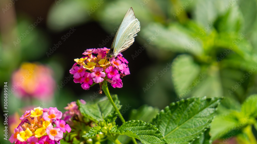 butterfly on pink flower butterfly on pink flower