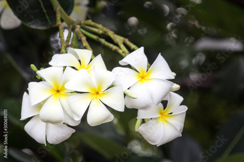 White plumeria flowers Is a tropical flower.