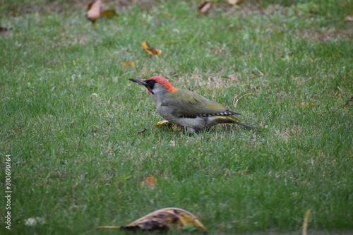 Oiseau