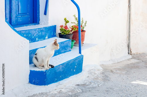 Cat sitting on blue stairs in Thirasia, Greece. Animal, pet, architecture, building, street, urban, ancient, travel, city, holiday concept. © Jon Anders Wiken