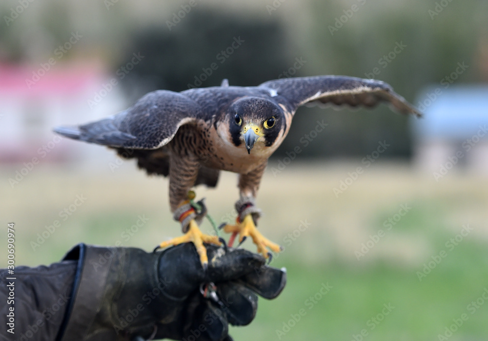 HALCON PEREGRINO Stock 写真 Adobe Stock