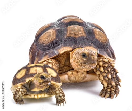 Turtles isolated on white photo
