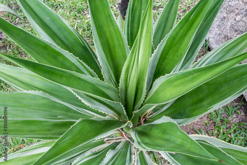 Fototapeta premium Beautiful Cactus in the garden.