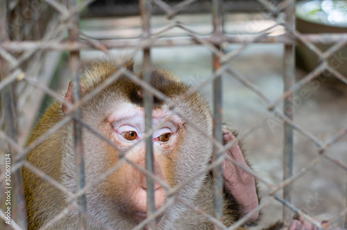 Picture of a monkey imprisoned in a cage photo