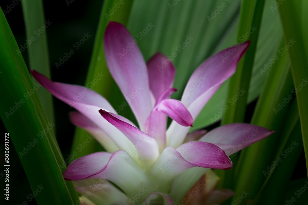 Krachiew flowers are flowers of Thailand. Violet flower.