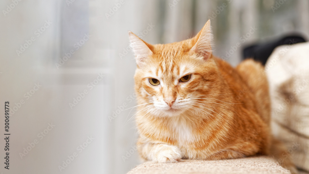 Red cat lies on a sofa and looks thoughtfully in front of itself. Shallow focus and blurred background. Copyspace.