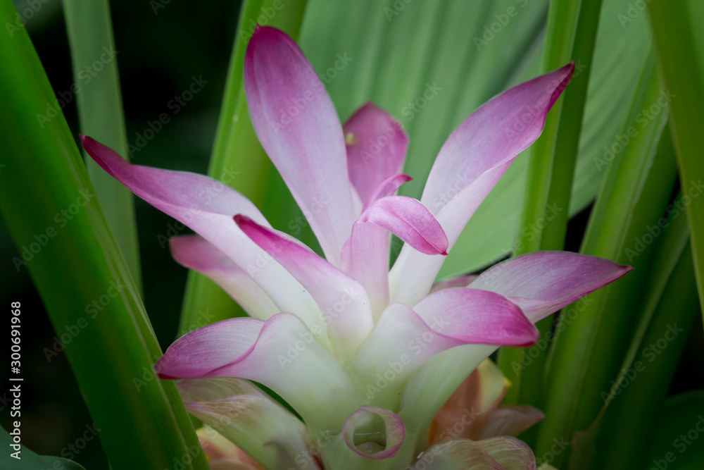 Krachiew flowers are flowers of Thailand. Violet flower. Krachiew flowers are flowers of Thailand. Violet flower.
