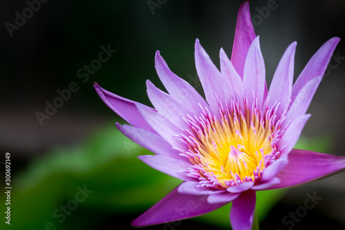    Blooming Lotus flower or Water Lily with sunset time.