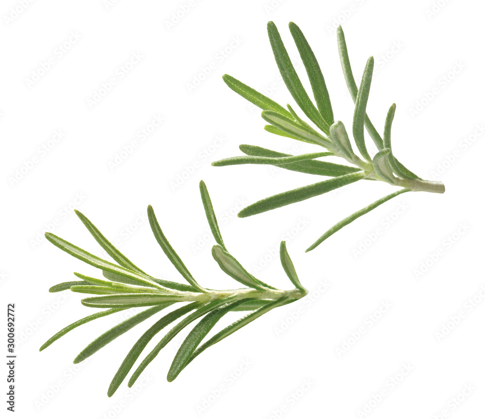 Fototapeta premium rozmaryn