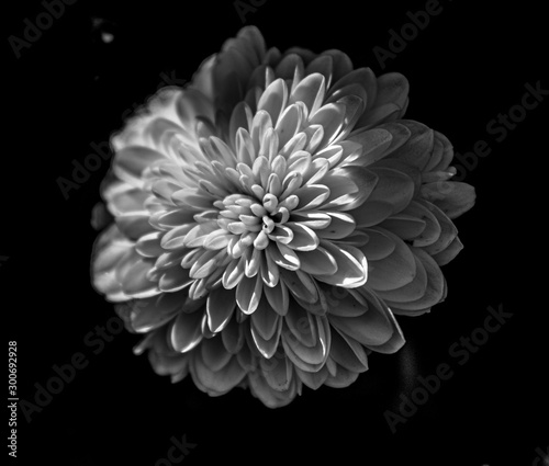 Black and White Chrysanthemum Close Up © Juanita McCoy