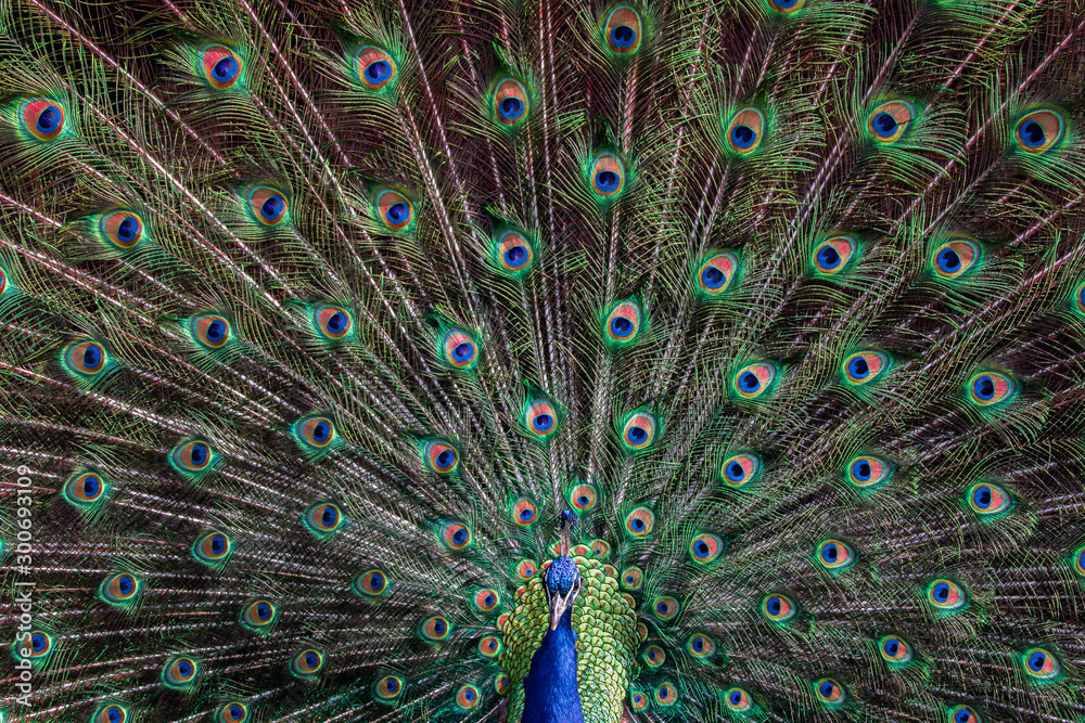 Obraz premium Closeup portrait of peacock with wings/feather fully extended.