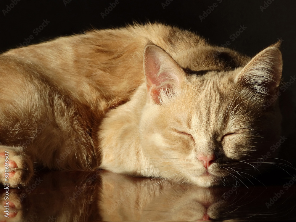 Fototapeta premium Beautiful ginger Scottish Straight cat with golden fur and brown eyes bask in the sun rays.