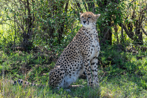 Cheetah (Acinonyx jubatas) at rest in the bush of the Maasai Mara, Kenya