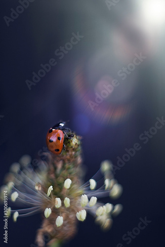 Tiny ladybug and magic shine