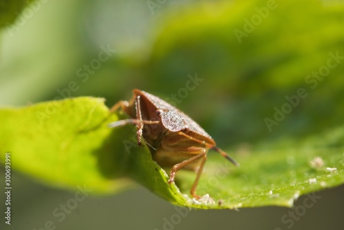 Elasmucha grisea, parent bug, shield bug on green leaf front view photo