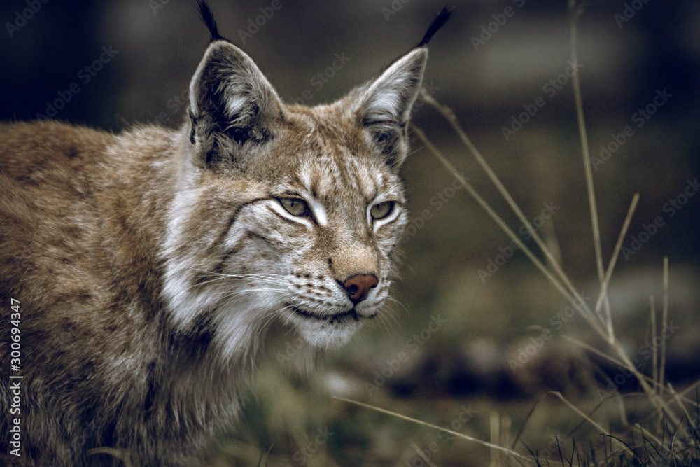 Obraz premium Animal portrait of a beautiful lynx outdoors in the forest. Wildlife, wilderness, outdoors, animal, predator, eyes, killer, beautiful, moment concept.