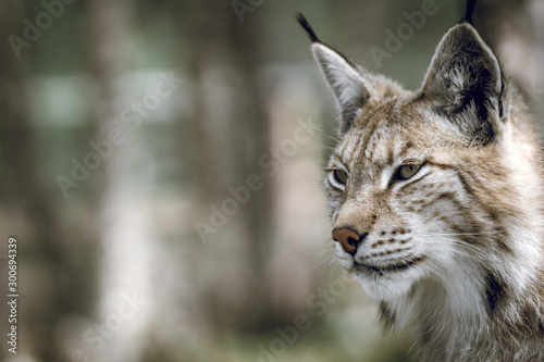 Animal portrait of a beautiful lynx outdoors in the forest. Wildlife, wilderness, outdoors, animal, predator, eyes, killer, beautiful, moment concept.