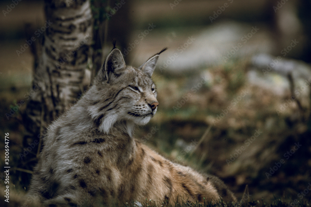 Obraz premium Animal portrait of a beautiful lynx outdoors in the forest. Wildlife, wilderness, outdoors, animal, predator, eyes, killer, beautiful, moment concept.