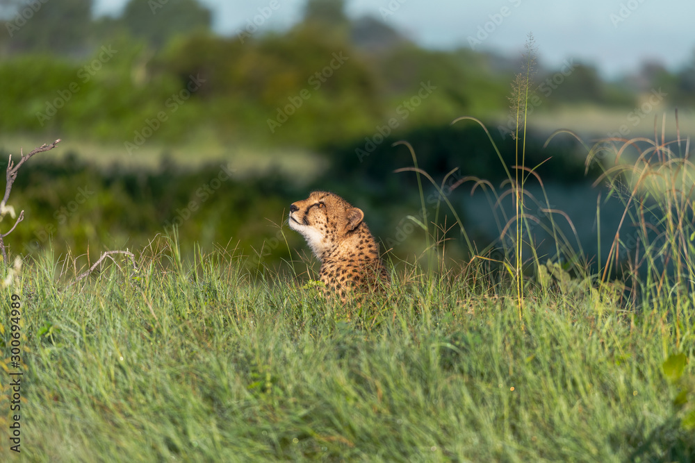 Cheetah walks through long grass in savannah Acinonyx jubatus Cheetah walks through long grass in savannah Acinonyx jubatus