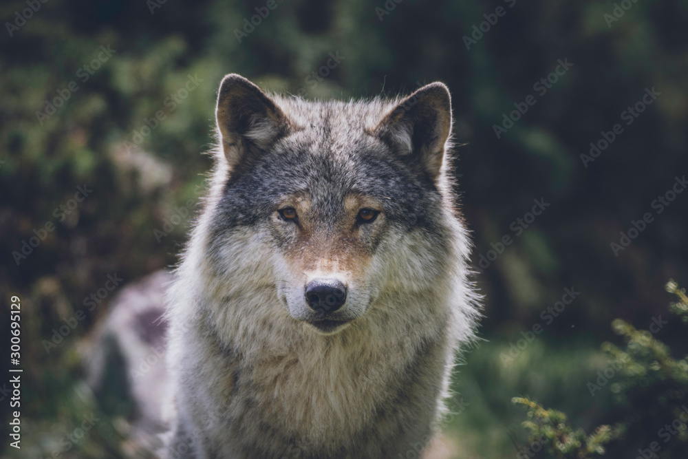 Close encounter with grey wolf in nature. Wildlife, wolf, wolves, bush, wilderness, usa, predator, killer, animal concept.