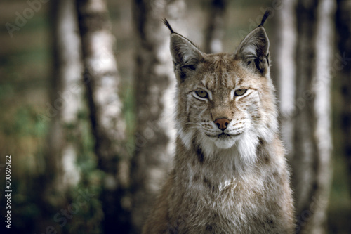 Animal portrait of a beautiful lynx outdoors in the forest. Wildlife, wilderness, outdoors, animal, predator, eyes, killer, beautiful, moment concept.