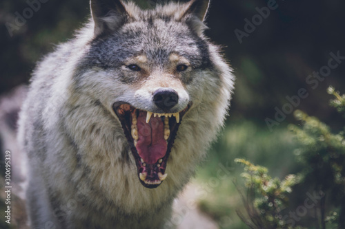 Close encounter with grey wolf in nature. Wildlife  wolf  wolves  bush  wilderness  usa  predator  killer  animal concept.