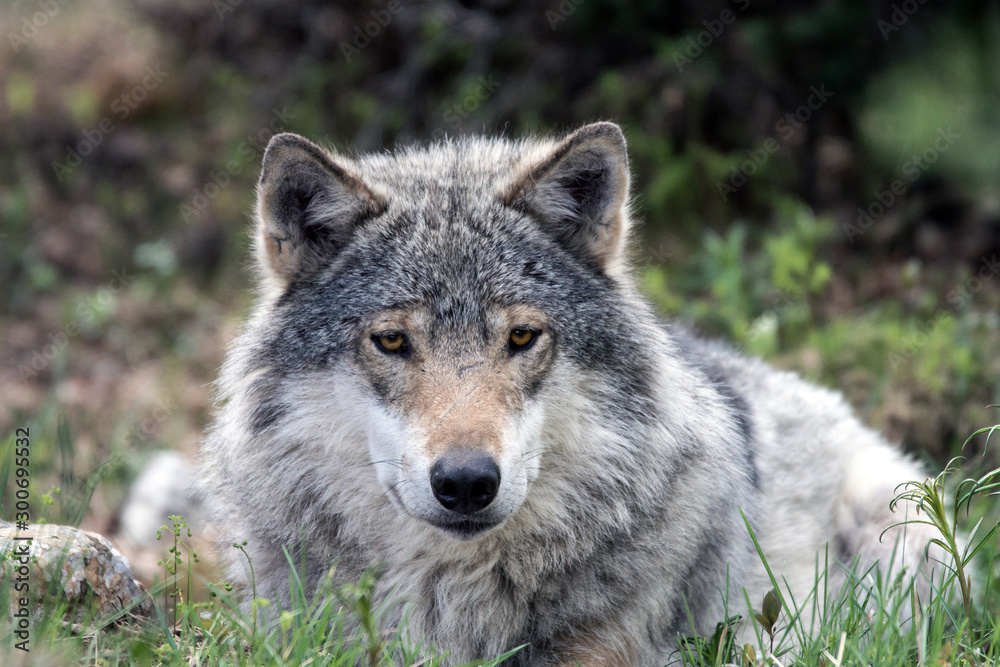 Wolf portrait in the wild. Nature, eyes, wolves, wolf pack, beautiful animals, killers, predators, hunters, eyes, grey, wilderness, outdoor concept.
